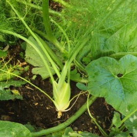 GHFenchel 2026-07-07 11.38.